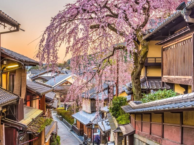 Kyoto_Un_cerisier_en_fleur_dans_une_rue_de_Kyoto