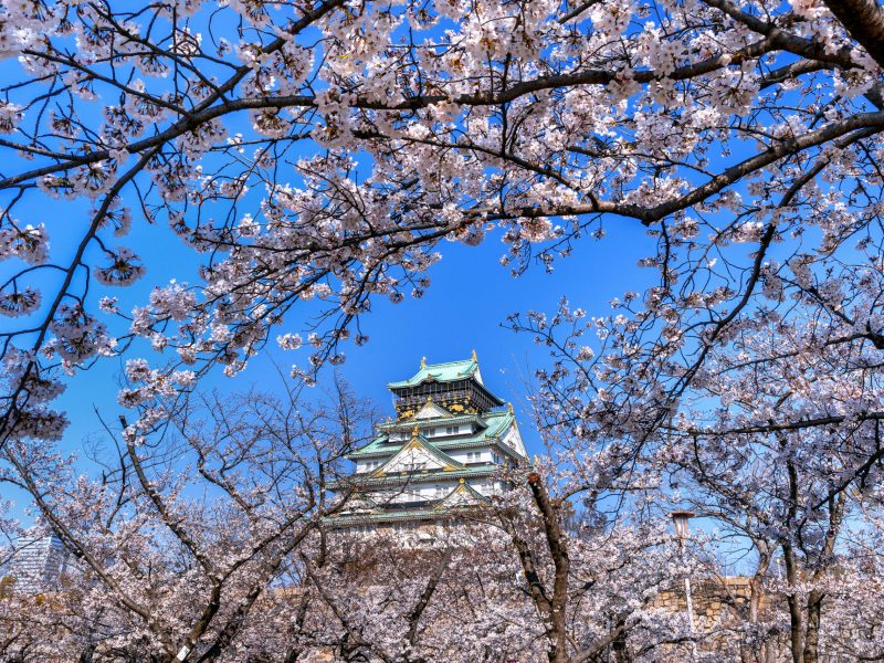 Cherry blossoms and castle in Osaka, Japan.