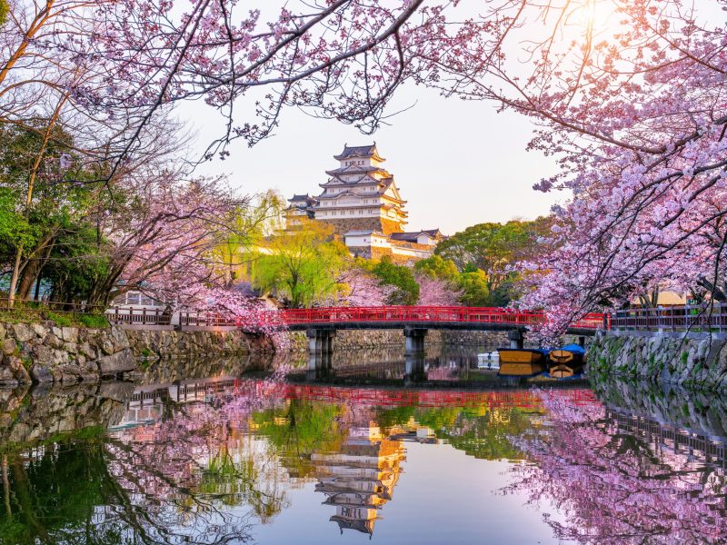 Cherry blossoms and castle in Himeji, Japan.